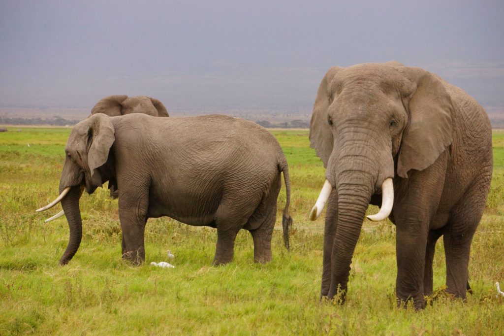 Buying ivory in Thailand