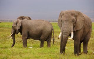 Buying ivory in Thailand