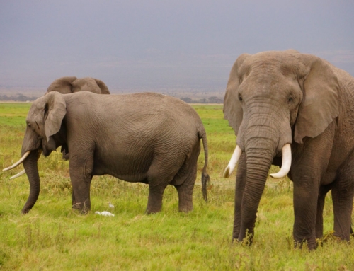 Buying Ivory in Thailand